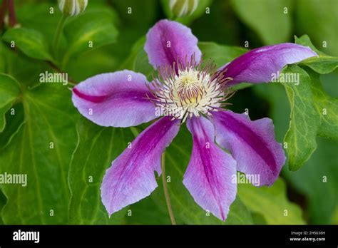 Clematis ‘Piilu’ (Early Large